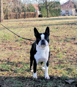 Terrier de Boston - Tibet-Gyöngye