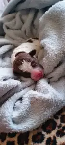 Lagotto Romagnolo - Lagotto Passion Bel Ami Elion