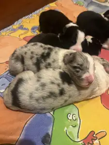 Border Collie - Ginny