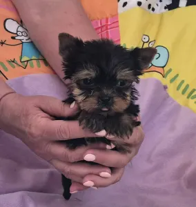 Yorkshire Terrier - Inci-fincy (extra Small Size)