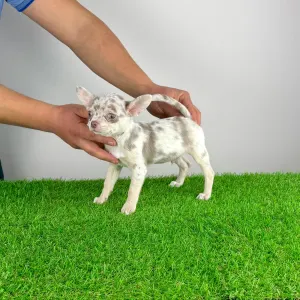 Chihuahua - Prosecco