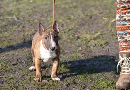 Miniature Bullterrier - Jake