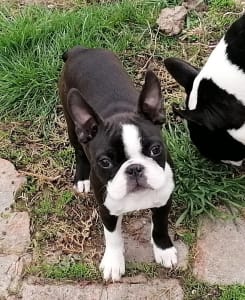 Boston Terrier - Tibet-Gyöngye