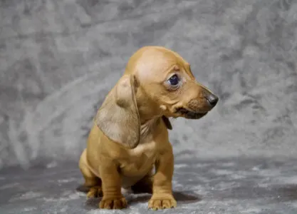 Dachshund - Mr Nemo Jr Hug Me Strongly 