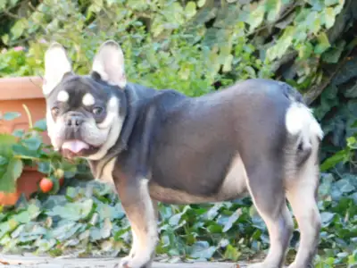 French Bulldog - Spot