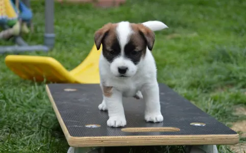 Jack Russell Terrier - Aicha