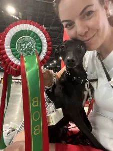 Olasz agár - Libero Lieto Italian Greyhound Kennel