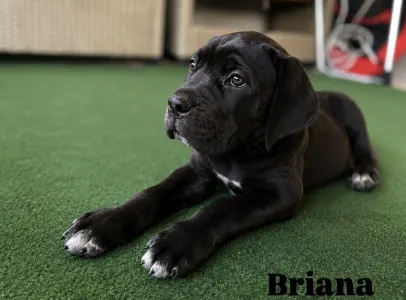 Cane Corso - Briana