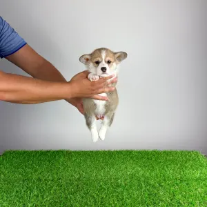 Welsh Corgi Pembroke - Dessy