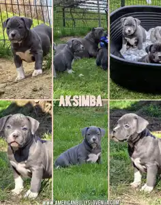Amerikai Bully - Pocket - Ak Bully Simba/duxy