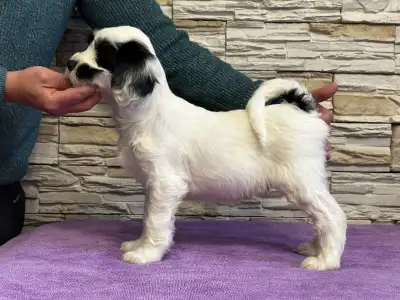 Terrier tibétain - Adolf 