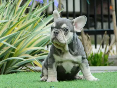 Francia bulldog - Lara
