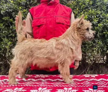 Cairn Terrier - Aston
