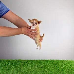 Chihuahua - Zimba 