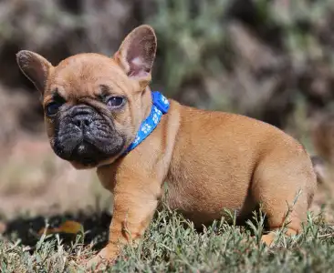 French Bulldog - Urus