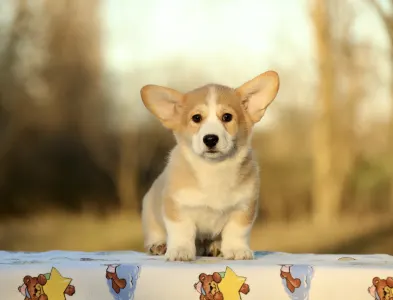 Welsh Corgi Pembroke - Eros The Charming From Farm Of Happy Dogs