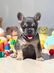 French Bulldog - 🌸 Bella 🌸