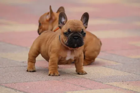 Französische Bulldogge - Usagi