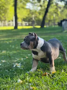 Amerikai Bully - Pocket - M. Platinum Dogs