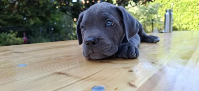 Cane Corso - Billie Ben