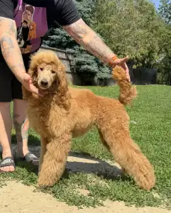 Poodle Standard - Jet’aime Charm