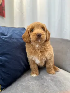 Labradoodle - Dertons Woody