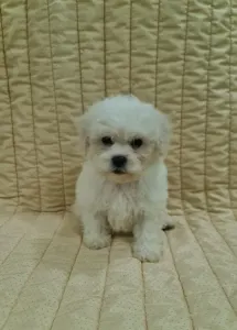 Bichon frisé - Emmy
