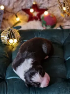 Australský ovčák - Dagny