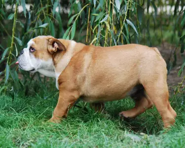 Bulldog - Rengőhegyi-ormán Dean