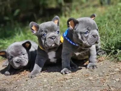 Bouledogue français - Pubi