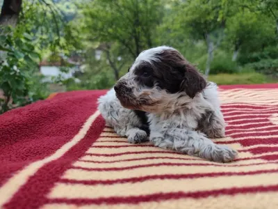 Lagotto Romanjolo - Delittle The Royal Town Of Bobovac