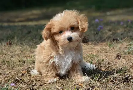 Maltipoo - Peppy