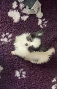 Papillon - Jean Pierre