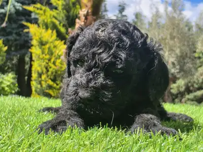 Cavapoo - Zorro