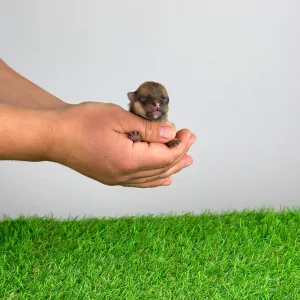 Spitz tedesco piccolo - Comet