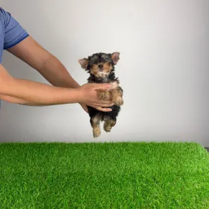 Yorkshire Terrier - Max