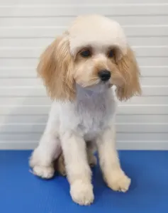 Cavapoo - Ecco ( Toy Size )