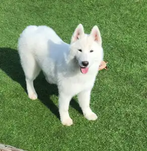 Siberian Husky - Ametiszt Of Polar Moonlights