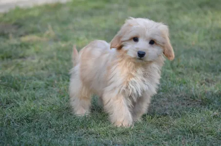 Maltipoo - Eleazar