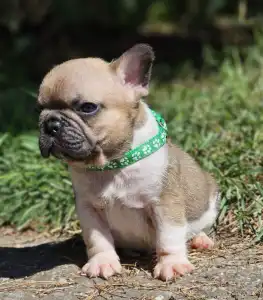 French Bulldog - Hercules
