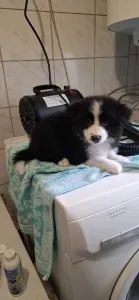 Border Collie - Edvárd