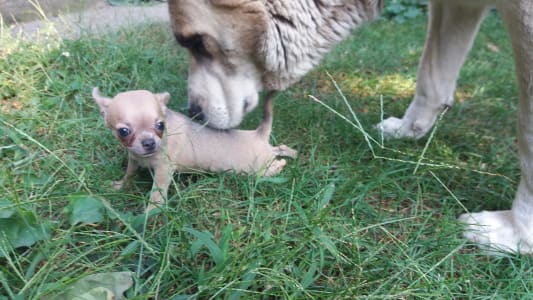 Čivava - Saint Simon Origins Kennel