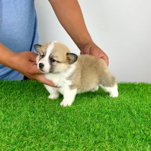 Welsh Corgi Pembroke - Dini