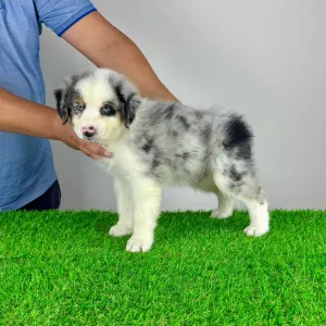 Australian Shepherd - Valentin