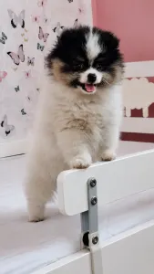 Pomeranian - Csibészke