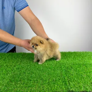 German Pomeranian Spitz - Sunny