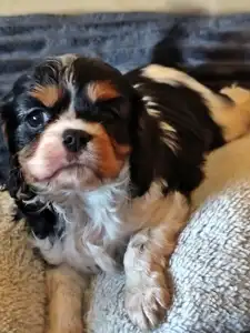 Cavalier King Charles Spaniel - Jade