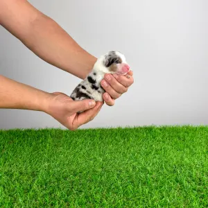 Berger australien - Crispie