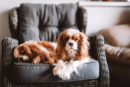 Cavalier King Charles Spaniel - Redstone Cavalier