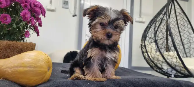 Yorkshire Terrier - Wuki